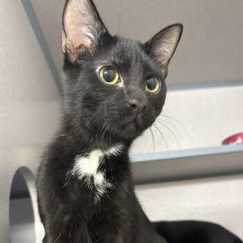 American Shorthair and Domestic Short Hair Cats Available for Adoption - Halloween | PetCurious