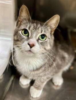 Domestic Short Hair Cats Available for Adoption in York, South Carolina - RONA | PetCurious