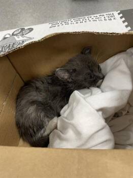 A138281 -  Domestic Short Hair Cat for Adoption in Palmetto, Florida - A138281 | PetCurious