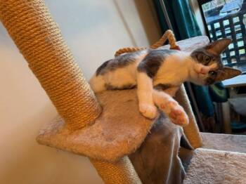 Junior -  Domestic Short Hair Cat for Adoption in Burnaby, British Columbia - Junior | PetCurious