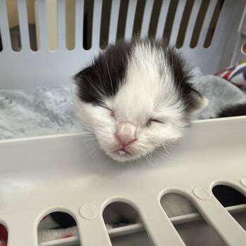 Willow -  Domestic Medium Hair Cat for Adoption in Los Angeles, California - Willow | PetCurious