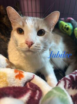 Jubilee -  Domestic Short Hair Cat for Adoption in Cambridge, Maryland - Jubilee | PetCurious