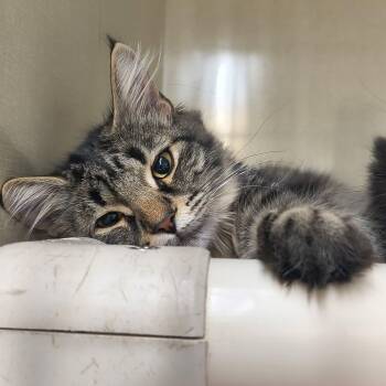 Tabitha -  Domestic Medium Hair Cat for Adoption in Saint Marys, Pennsylvania - Tabitha | PetCurious