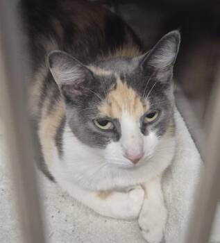 Domestic Medium Hair Cats Available for Adoption in Decatur, Illinois - ANGELA | PetCurious