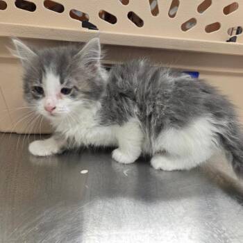 Microwave -  Domestic Short Hair Cat for Adoption in Chattanooga, Tennessee - Microwave | PetCurious