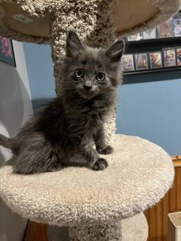 Gizmo -  Domestic Long Hair Cat Available for Adoption in Emerald Isle, North Carolina - Gizmo | PetCurious