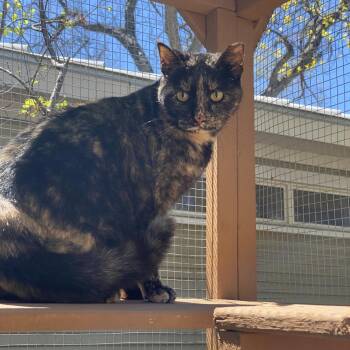 Patches -  Domestic Short Hair Cat for Adoption in San Antonio, Texas - Patches | PetCurious