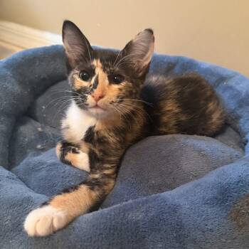 Luna -  Domestic Short Hair Cat for Adoption in Williston, Florida - Luna | PetCurious
