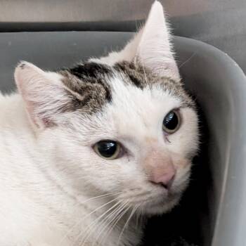 Domestic Short Hair Cats Available for Adoption - Popsicle - Working Cat! | PetCurious