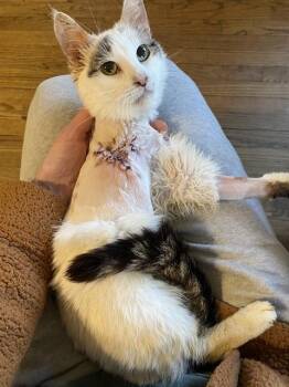 Domestic Short Hair Cats Available for Adoption in Westminster, Maryland - ANDROMEDA | PetCurious