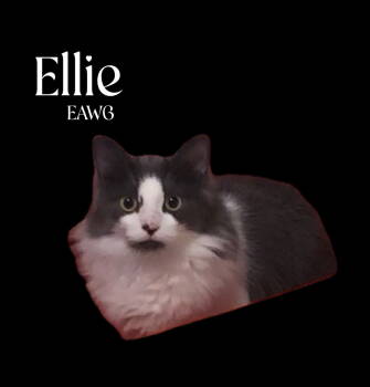 Rescue Domestic Medium Hair Cats for Adoption in Pensacola, Florida - Ellie | PetCurious