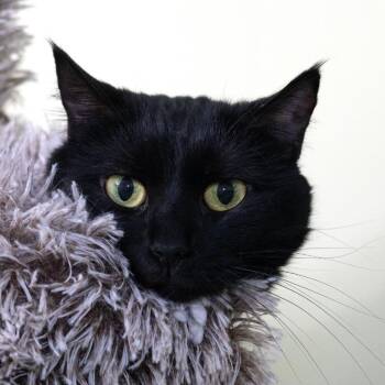 Stevie -  Domestic Short Hair Cat for Adoption in Mckean, Pennsylvania - Stevie | PetCurious