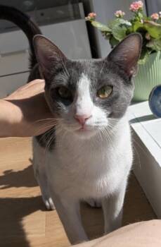 Domestic Short Hair Cats Available for Adoption in Bayonne, New Jersey - Sonya | PetCurious