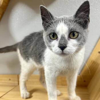Wiggy -  Domestic Short Hair Cat for Adoption in Saint Joseph, Missouri - Wiggy | PetCurious