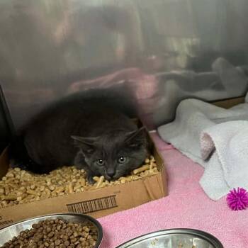 Ziva -  Domestic Short Hair and Extra Toes Cat Hemingway Polydactyl Cat for Adoption in Harrisonburg, Virginia - Ziva | PetCurious