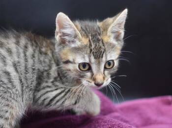 Misha -  Domestic Short Hair Cat for Adoption in Portland, Oregon - Misha | PetCurious