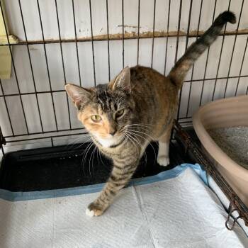 Domestic Short Hair Cats Available for Adoption in Hearne, Texas - Rosemary | PetCurious