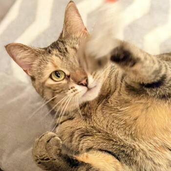 Domestic Short Hair Cats Available for Adoption in West Olive, Michigan - Bianca | PetCurious