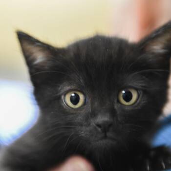 Domestic Short Hair Cats Available for Adoption in Redwood City, California - Avery (purple Collar) | PetCurious