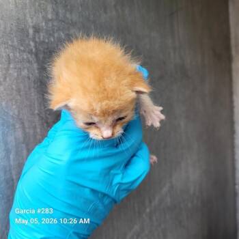Domestic Short Hair Cats Available for Adoption in San Antonio, Texas - O