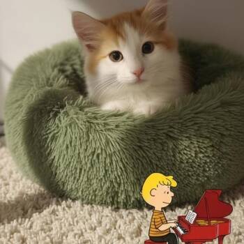 Domestic Medium Hair Cats Available for Adoption in Scottsdale, Arizona - Schroeder | PetCurious