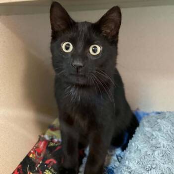 Hades 260592 -  Domestic Short Hair Cat for Adoption in Gladstone, Michigan - Hades 260592 | PetCurious
