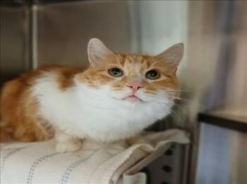 Domestic Medium Hair Cats Available for Adoption in Derwood, Maryland - ANNIE | PetCurious