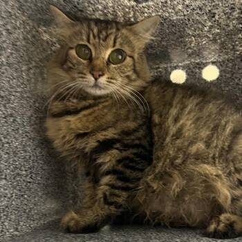 Amulet -  Domestic Long Hair Cat for Adoption in Pauls Valley, Oklahoma - Amulet | PetCurious