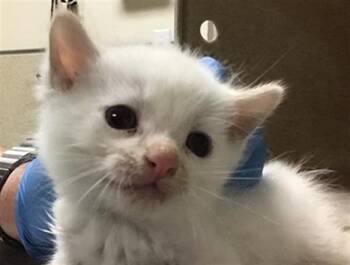 Domestic Short Hair Cats Available for Adoption - BEANS | PetCurious