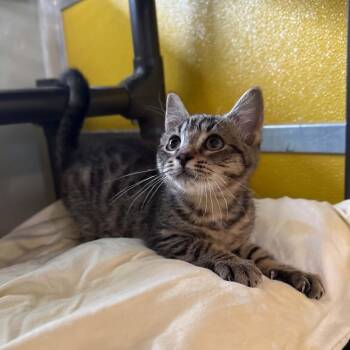 Yoko -  Domestic Short Hair and Tabby Cat for Adoption in Penn Yan, New York - Yoko | PetCurious