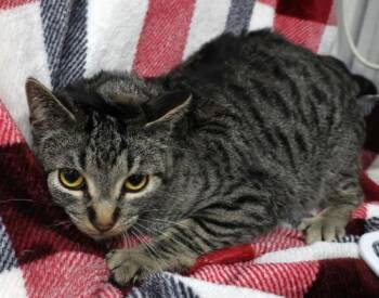 Domestic Short Hair Cats Available for Adoption in Thief River Falls, Minnesota - Ejiro | PetCurious