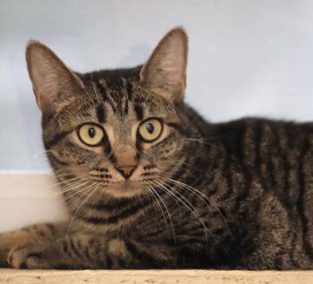 Domestic Short Hair Cats Available for Adoption in North Fort Myers, Florida - June | PetCurious
