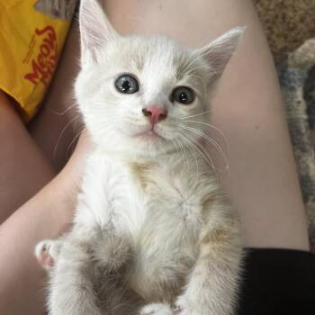 Fletcher -  Domestic Short Hair Cat for Adoption in Morganfield, Kentucky - Fletcher | PetCurious