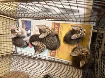 Rescue Domestic Short Hair Cats for Adoption in Tustin, California - VALOR | PetCurious