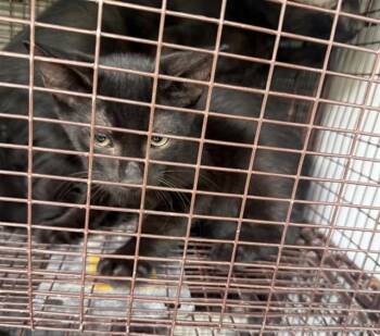 A661210 -  Domestic Short Hair Cat for Adoption in Houston, Texas - A661210 | PetCurious