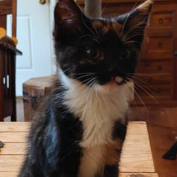 Nora -  Domestic Short Hair Cat for Adoption in Overland Park, Kansas - Nora | PetCurious
