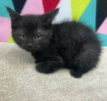 Domestic Short Hair Cats Available for Adoption in Sullivan, Indiana - Izzy 3 | PetCurious