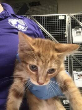 A432227 -  Domestic Short Hair Cat for Adoption in Conroe, Texas - A432227 | PetCurious