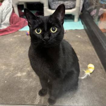 Exene -  Domestic Short Hair Cat for Adoption in Austin, Texas - Exene | PetCurious