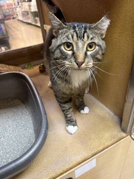 Theodore -  Domestic Short Hair Cat for Adoption in Wheaton, Illinois - Theodore | PetCurious