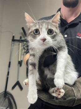 PEARL -  Domestic Short Hair Cat for Adoption in Redlands, California - PEARL | PetCurious