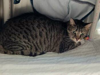 CRAB -  Domestic Short Hair Cat for Adoption in Raleigh, North Carolina - CRAB | PetCurious
