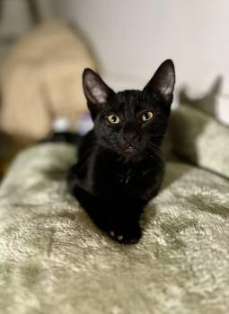 Raven -  American Shorthair Cat for Adoption in Gulfport, Mississippi - Raven | PetCurious