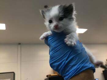 Domestic Short Hair Cats Available for Adoption in Thousand Palms, California - A1911052 | PetCurious
