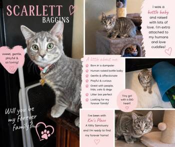 Scarlett Baggins -  Tabby Cat for Adoption in Phoenix, Arizona - Scarlett Baggins | PetCurious