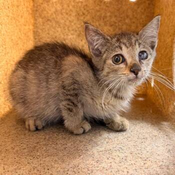 Athena -  Domestic Short Hair Cat for Adoption in Philadelphia, Pennsylvania - Athena | PetCurious
