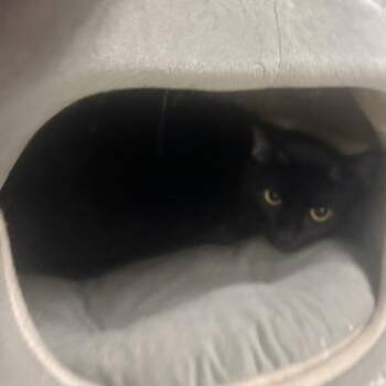 Panther -  Domestic Short Hair Cat for Adoption in Fort Worth, Texas - Panther | PetCurious