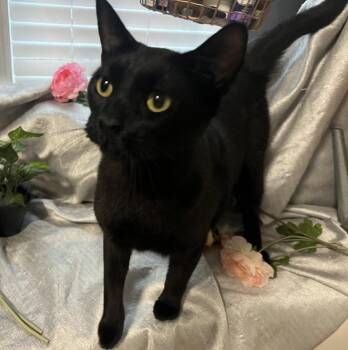 Versace--Aka: Owen -  Domestic Short Hair Cat for Adoption in Fayetteville, Georgia - Versace--Aka: Owen | PetCurious
