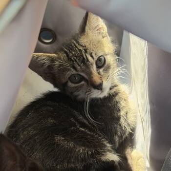 Greasy Meatball -  Domestic Short Hair Cat for Adoption in Richmond, Virginia - Greasy Meatball | PetCurious