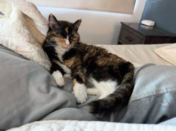 Jasmine -  Calico Cat for Adoption in Scottsdale, Arizona - Jasmine | PetCurious